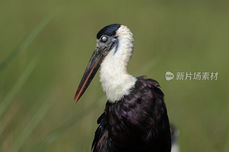 鹳鸟:成年亚洲毛颈鹳或亚洲毛颈鹳(Ciconia episcopus)